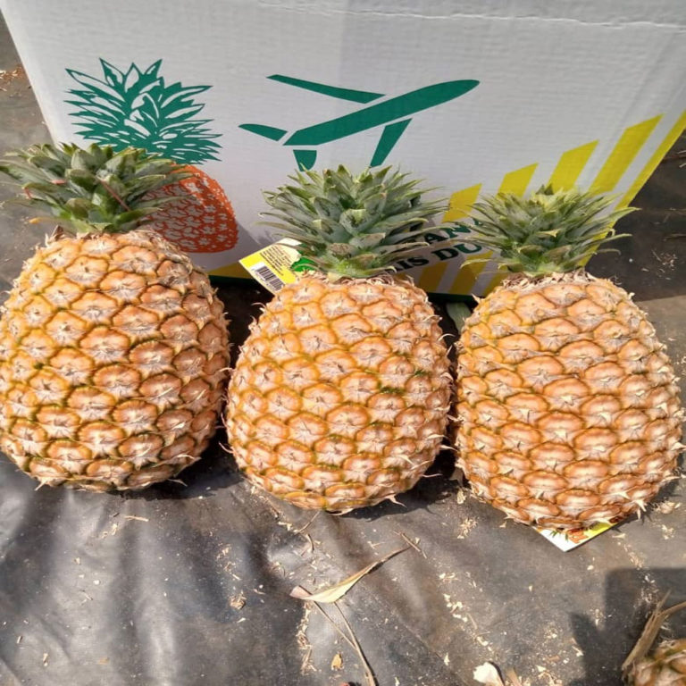 Ananas Cayenne Lisse MARCHE DE L'AGRIPRENEUR
